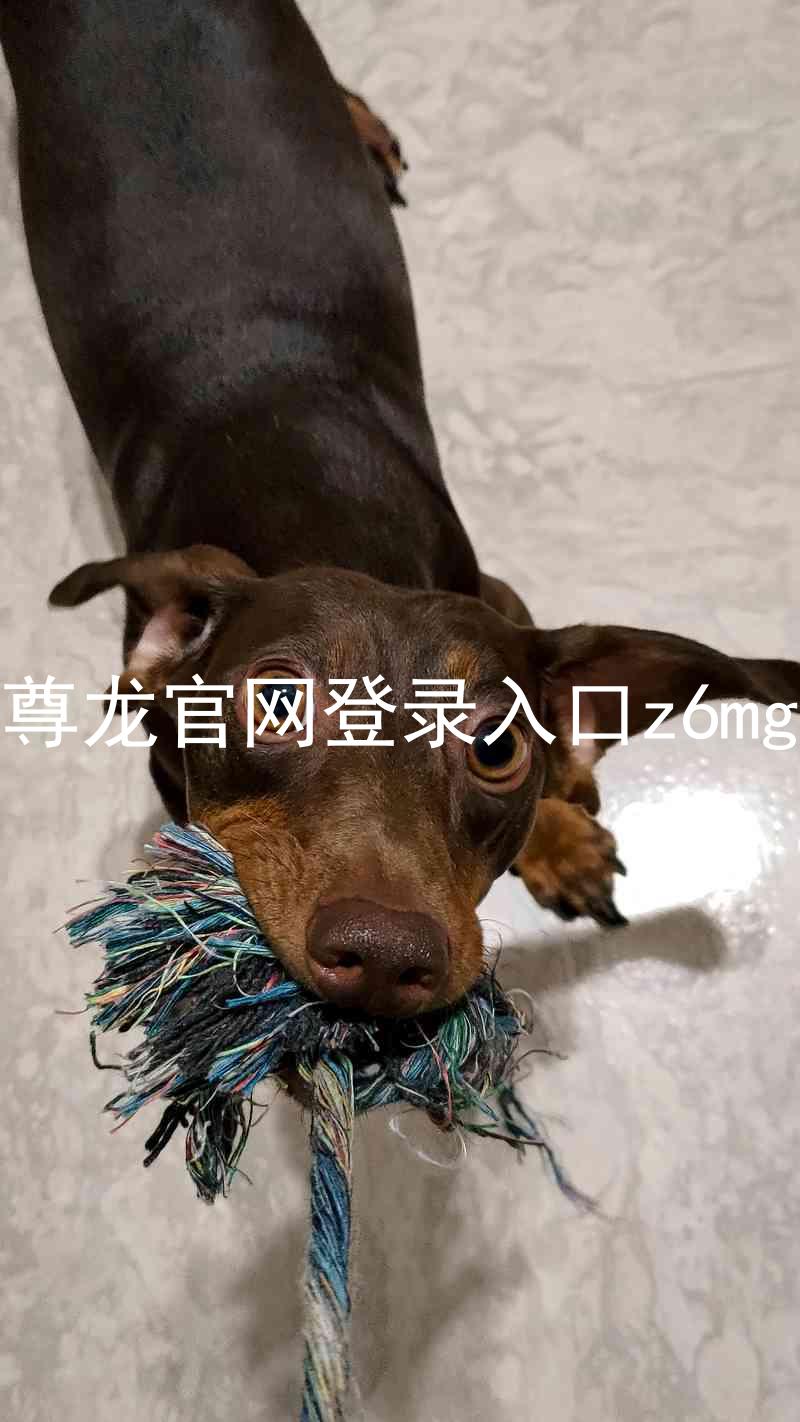 尊龙官网登录入口z6mg